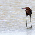 Reddish Egret