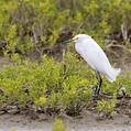 Snowy Egret