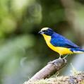 Thick-billed Euphonia