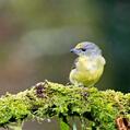 Thick-billed Euphonia