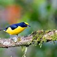 Thick-billed Euphonia