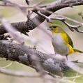 Trinidad Euphonia