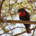 Scarlet-chested Sunbird