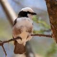 Northern White-crowned Shrike