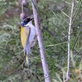 White-naped Honeyeater