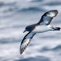 Cape Petrel
