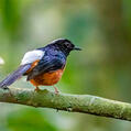 White-crowned Shama