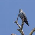 Plumbeous Kite