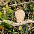 Roadside Hawk