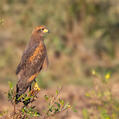 Savanna Hawk