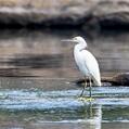 Snowy Egret