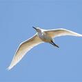 Snowy Egret