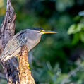 Striated Heron