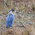 Whistling Heron