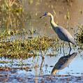 Whistling Heron