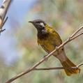 White-eared Honeyeater