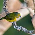 Rufous-bellied Euphonia