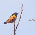 Rufous-bellied Euphonia