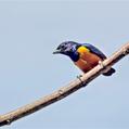 Rufous-bellied Euphonia