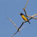 White-vented Euphonia