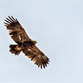 Golden Eagle