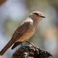 Pale Flycatcher