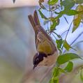 White-naped Honeyeater