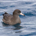Flesh-footed Shearwater