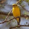 Yellow-crowned Canary