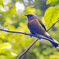 New Zealand Bellbird