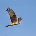 Long-winged Harrier