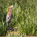 Rufescent Tiger Heron