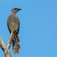 Red Wattlebird