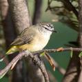 Yellow-rumped Thornbill