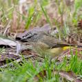 Yellow-rumped Thornbill