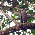 Crested Serpent Eagle