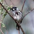 New Holland Honeyeater