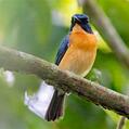 Mangrove Blue Flycatcher