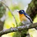 Mugimaki Flycatcher