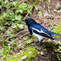 Oriental Magpie-Robin