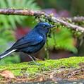 White-tailed Robin
