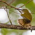 Streaked Spiderhunter