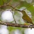 Streaked Spiderhunter