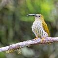 Streaked Spiderhunter