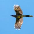 Red Wattlebird