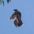 Red Wattlebird