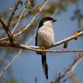 Northern Fiscal