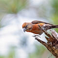 Red Crossbill