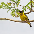 Vietnamese Greenfinch