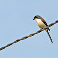 Burmese Shrike